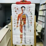 ⁦لوح إلكتروني صوتي لتعليم أعضاء جسم الإنسان للأطفال⁩ - الصورة ⁦4⁩
